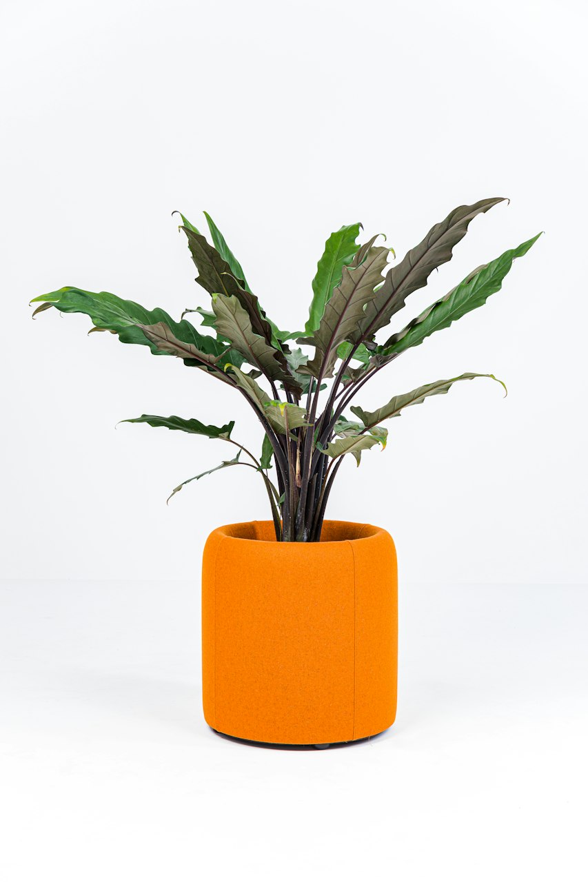 BuzziSpace buzziplanter acoustic room divider table planter biophilia