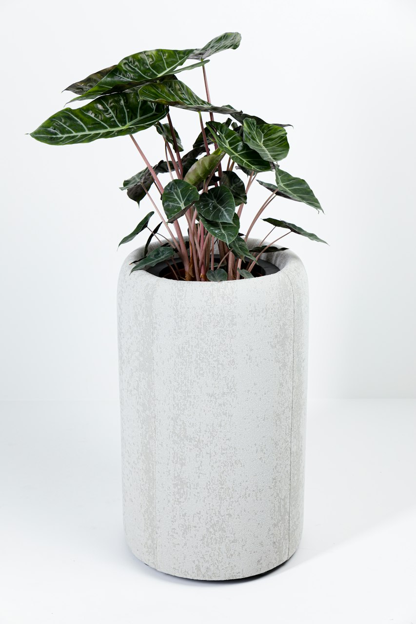 BuzziSpace buzziplanter acoustic room divider table planter biophilia