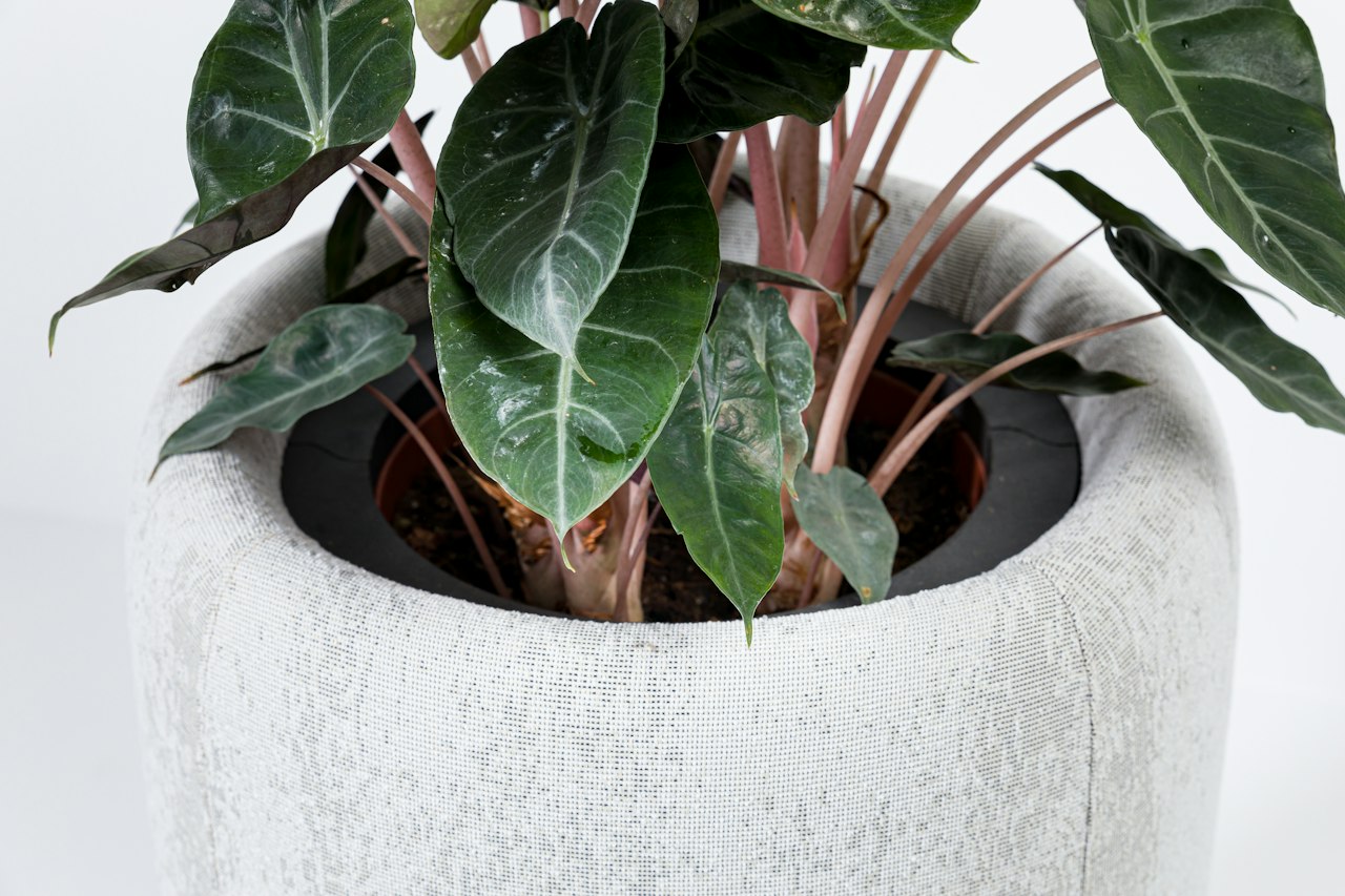 BuzziSpace buzziplanter acoustic room divider table planter biophilia