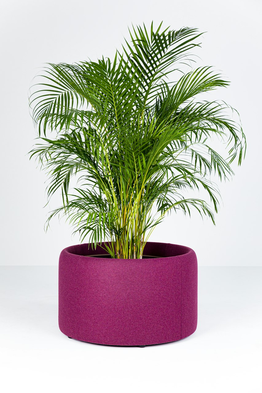 BuzziSpace buzziplanter acoustic room divider table planter biophilia