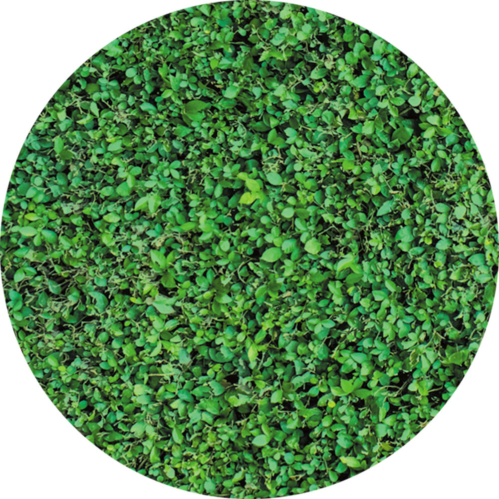 Printed acoustic felt Green 1